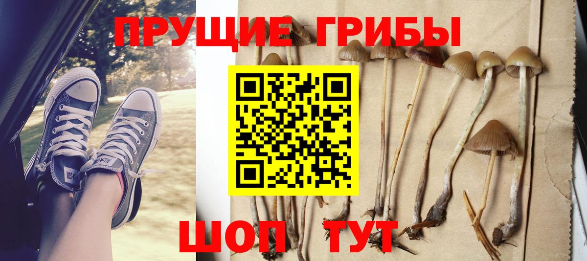 Галлюциногенные грибы Psilocybine cubensis Вятские Поляны